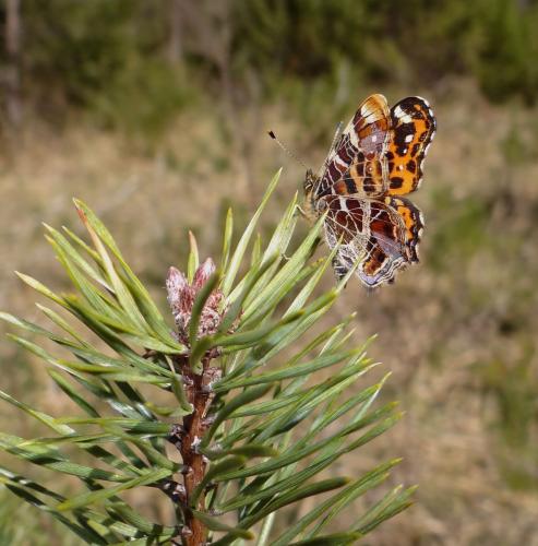 Araschnia levana